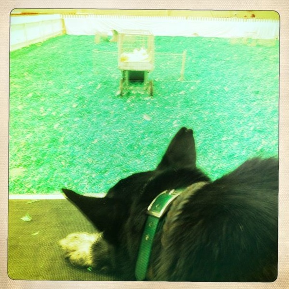 Kentucky State Fair - 01